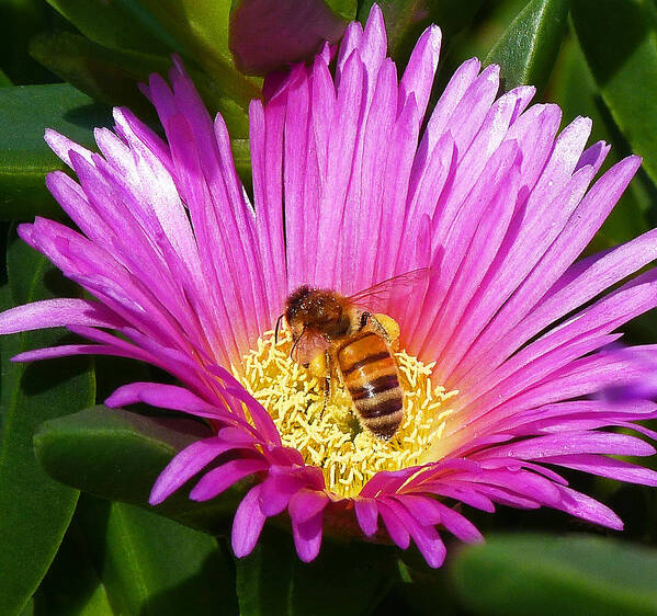 Bee Poster featuring the photograph Bee Collecting Pollen On Pigface Flower by Margaret Saheed