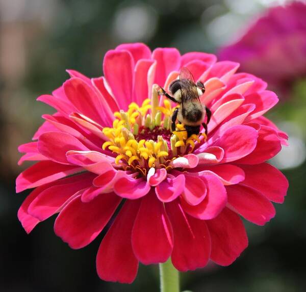 Zinnia Poster featuring the photograph Bee On Pink Flower by Cynthia Guinn