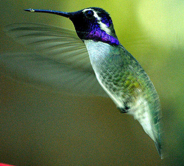 Hummingbirds Poster featuring the photograph Black Chinned Male In Flight To Feeder by Jay Milo