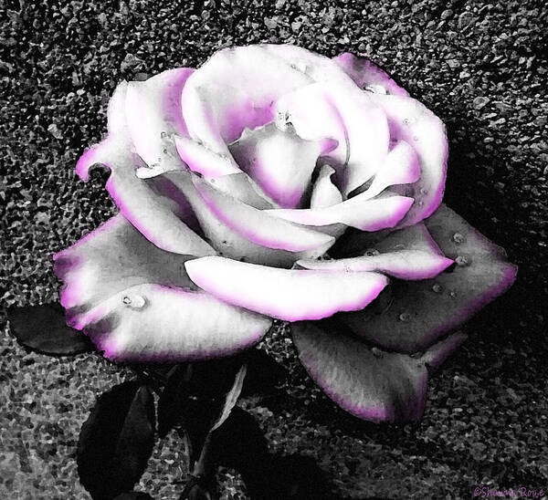 Black And White Rose Poster featuring the photograph Blushing White Rose by Shawna Rowe