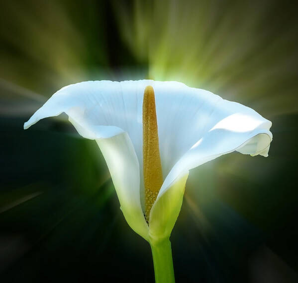 Photograph Poster featuring the photograph Calla Lily by Frank Bright