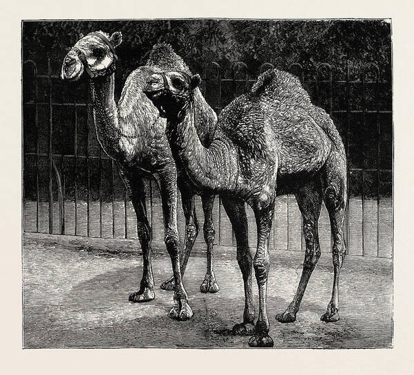 Camels Poster featuring the drawing Camels From El-teb, Soudan Sudan by African School