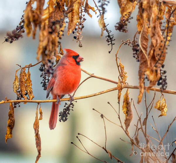 Male Cardinal Poster featuring the photograph Cardinal in the Pokeberries by Kerri Farley