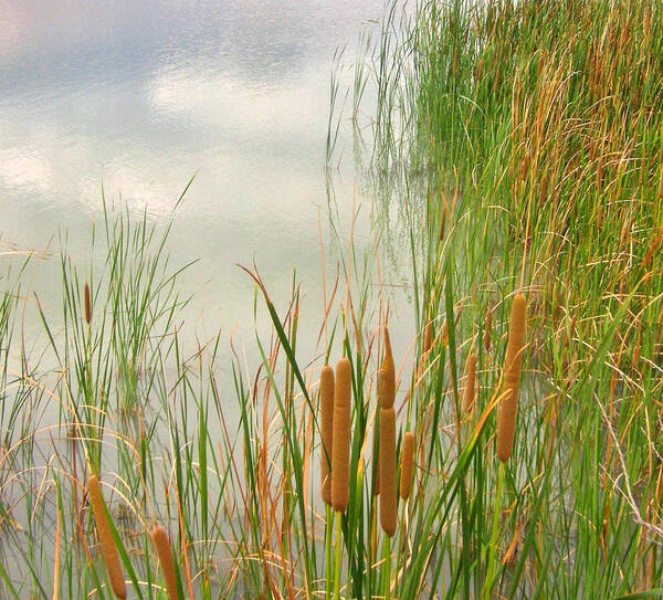 Cattails Poster featuring the photograph Cattails by Marilyn Diaz
