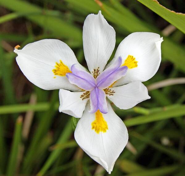 Dietes Poster featuring the photograph Close up of an Iris by Anonymous