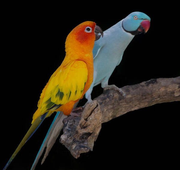 Bird Poster featuring the photograph Sun Conure and Ring Neck Parakeet by Richard Goldman