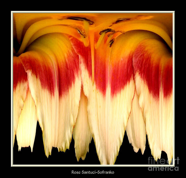 Daylily Poster featuring the photograph Daylily Flower Abstract 2 by Rose Santuci-Sofranko