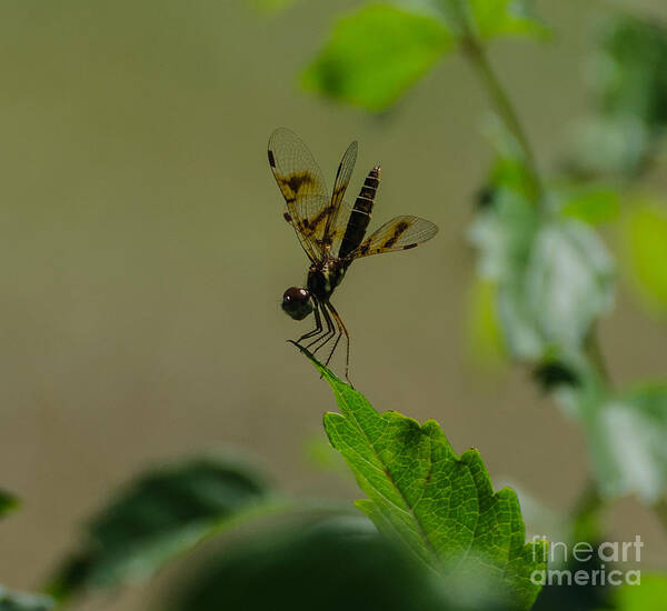 Insect Poster featuring the photograph Eastern Amberwing Dragonfly Male 2 by Donna Brown