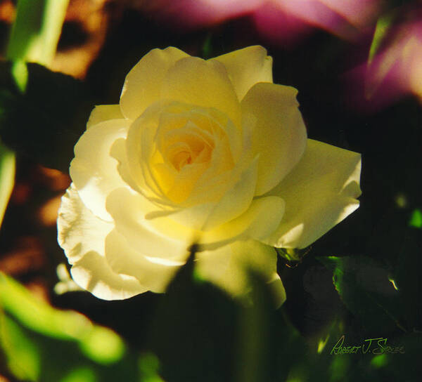 Flowers Rose Poster featuring the photograph El Salto Rose - LemonWhippedCream One by Robert J Sadler