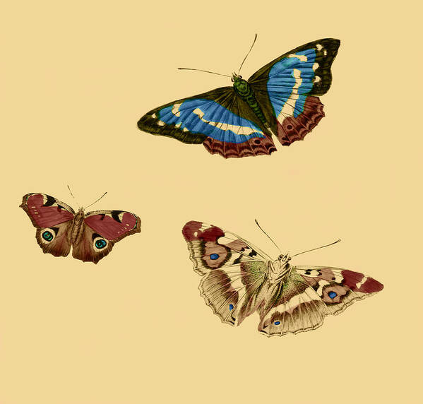 Butterflies Poster featuring the painting English Butterflies by Philip Ralley