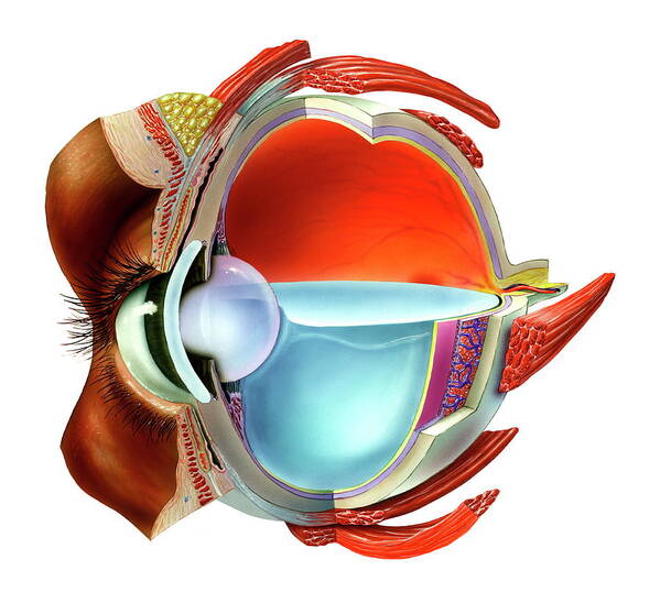 Human Poster featuring the photograph Eye Anatomy by Bo Veisland/science Photo Library