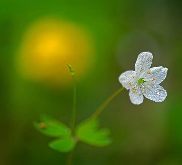 2011 Poster featuring the photograph False Rue Anemone by Robert Charity