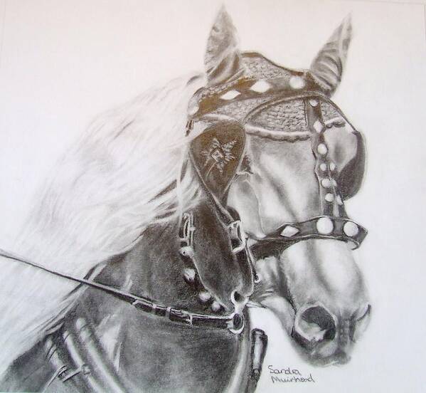 Sandra Muirhead Artist Animal Portraits Pencil Art Horses Poster featuring the drawing Fer A Cheval by Sandra Muirhead