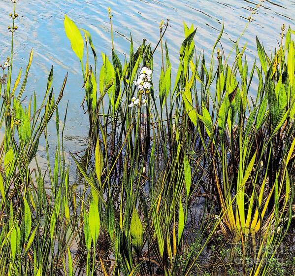 Conservation Pond Poster featuring the photograph Flower and Pond Grass by Jeanne Forsythe