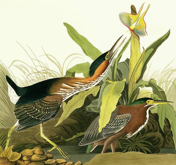 Illustration Poster featuring the photograph Green Heron by Natural History Museum, London/science Photo Library
