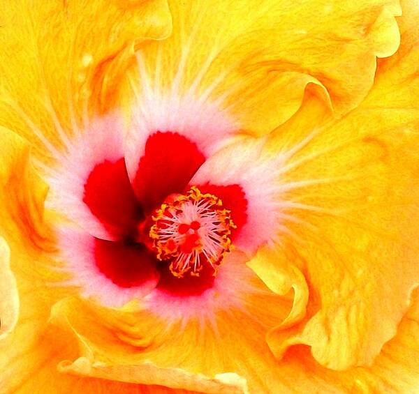 Photography Poster featuring the photograph 'Hibiscus Explosion' by Liza Dey