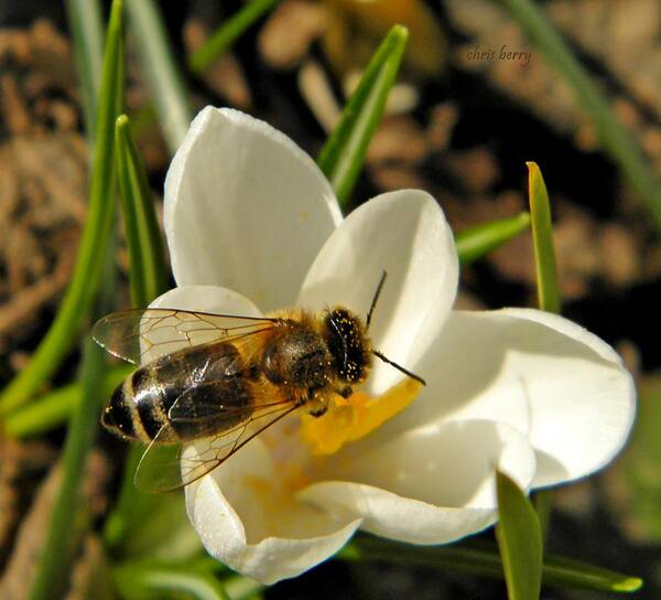 Insect Poster featuring the photograph Honey Bee and Crocus by Chris Berry