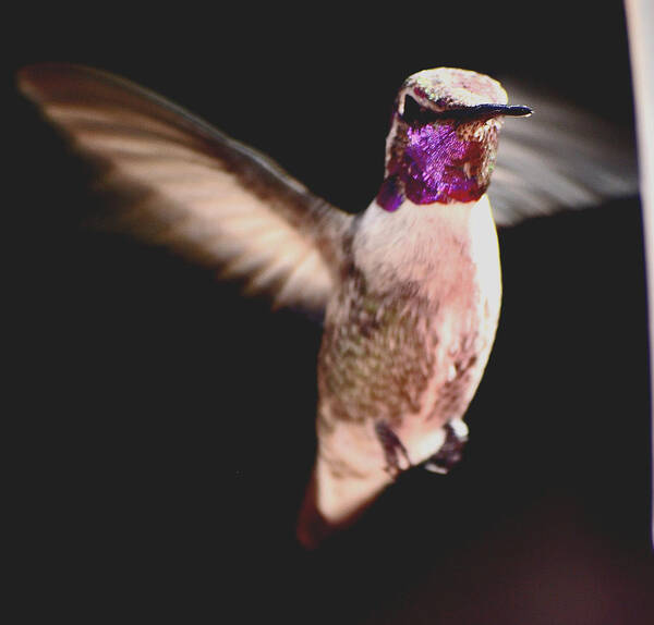 Hummingbird Poster featuring the photograph Hummingbird Male Anna In Flight by Jay Milo