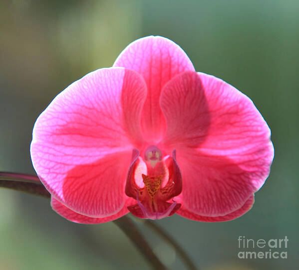 Orchid Poster featuring the photograph In a Class by Herself by Jeanette French
