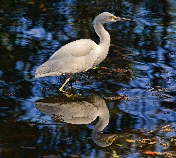 Birds Poster featuring the photograph In Blue by Stuart Harrison