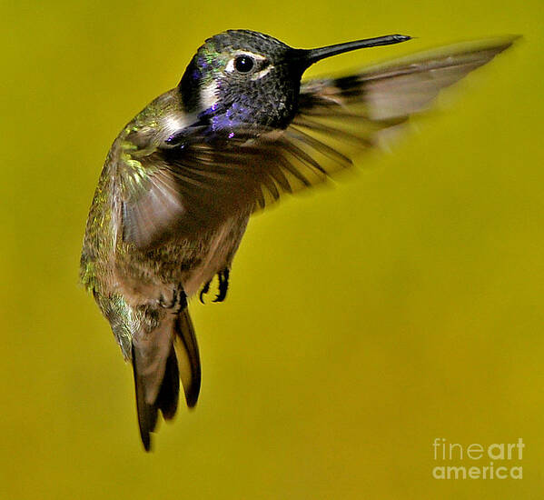 Hummingbird Poster featuring the photograph Juvenile Male Allen Hummingbird In Flight Ready To Land by Jay Milo