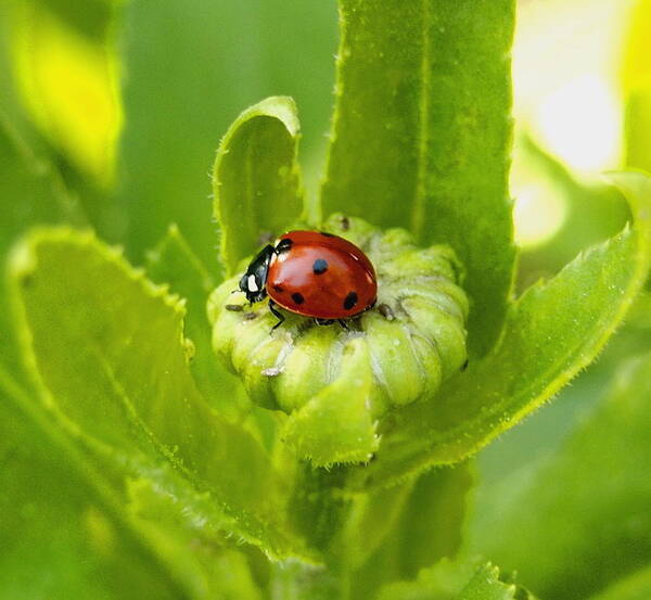 Nature Poster featuring the photograph Lady Bug in the Garden by Amy McDaniel