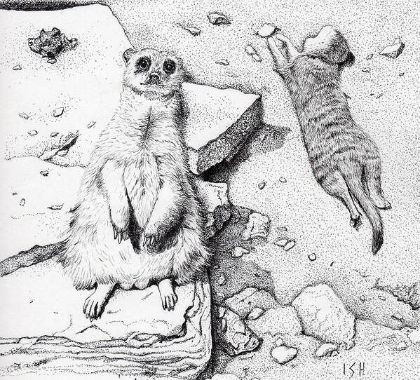 Meerkat Poster featuring the drawing Meerkats by Inger Hutton