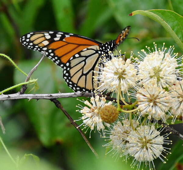 Monarch Butterfly Poster featuring the photograph Monarch Butterfly on flower by Stacy Abbott