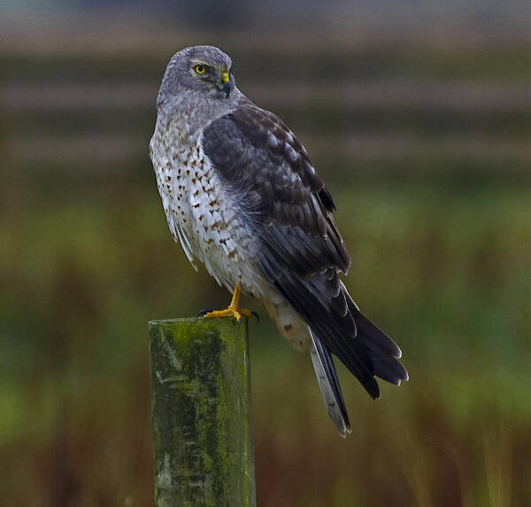 Northern Harrier Poster featuring the photograph Northern Harrier by Rob Mclean 