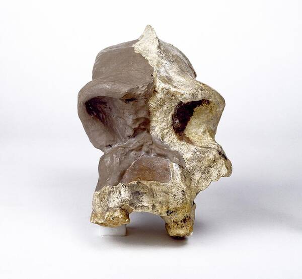 Sk46 Poster featuring the photograph Paranthropus robustus cranium (SK46) by Science Photo Library