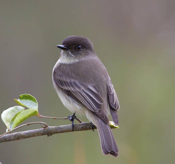 Eastern Phoebe Poster featuring the photograph Phoebe Potrait by Jim E Johnson