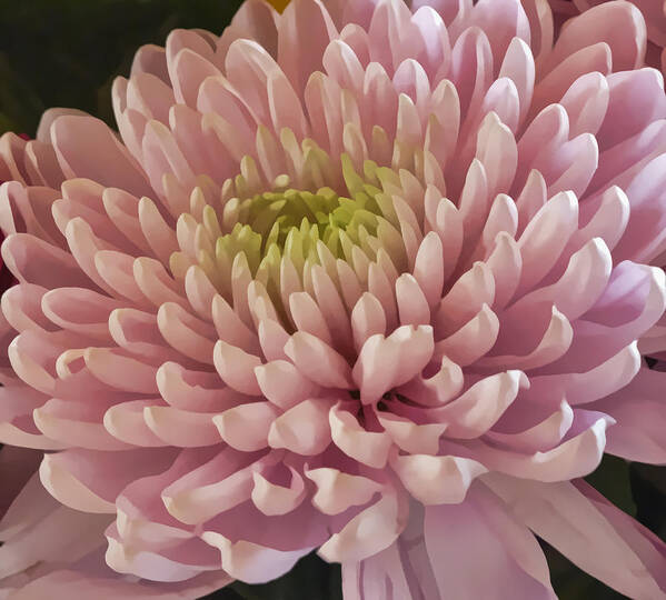 Chrysanthemum Poster featuring the photograph Pink Chrysanthemum by Lynn Bolt