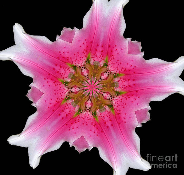 Lily Poster featuring the photograph Pink Lily Kaleidoscope by Rose Santuci-Sofranko