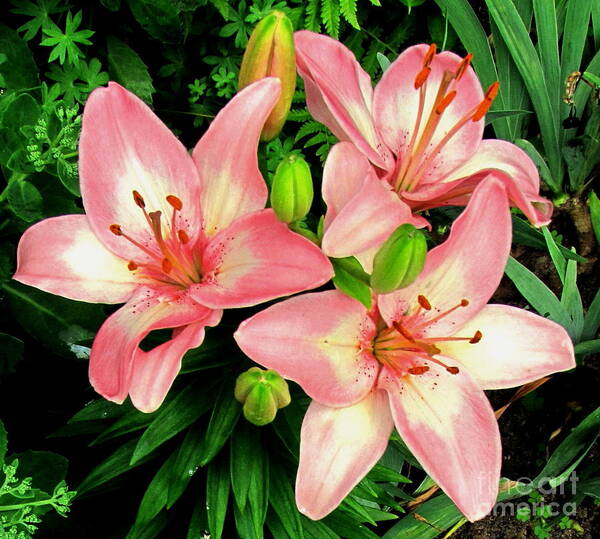 Lily Poster featuring the photograph Pink Trio by Marilyn Smith