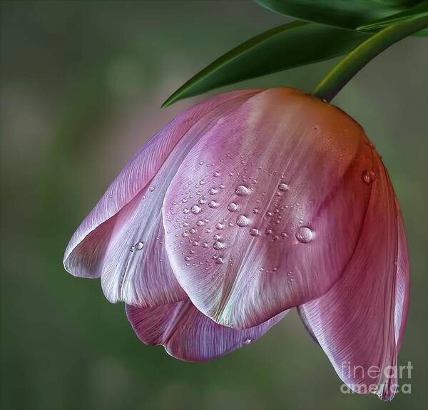 Flower Poster featuring the photograph Pink Tulip by Shirley Mangini