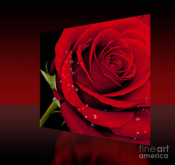 Flower Poster featuring the photograph Red Rose by Shirley Mangini