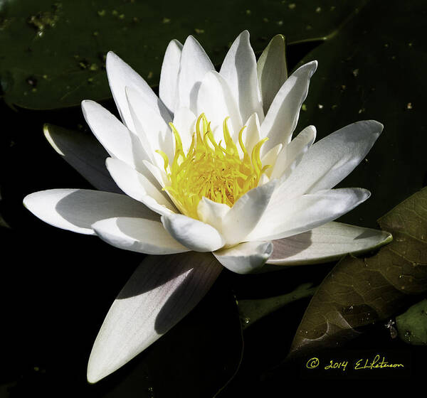 Heron Heaven Poster featuring the photograph Single Water Lily by Ed Peterson