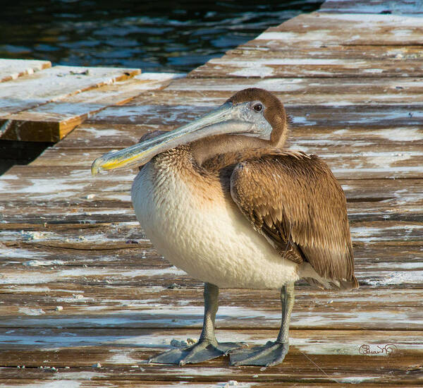 susan Molnar Poster featuring the photograph Sleepytime Pelican II by Susan Molnar