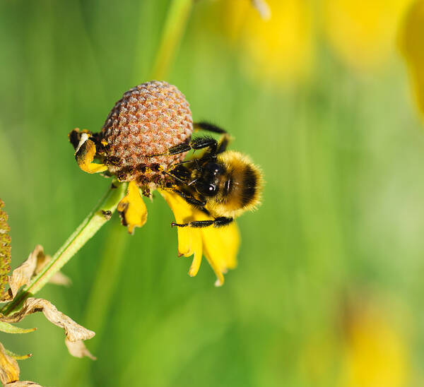 Bee Poster featuring the photograph Snacktime by Christi Kraft