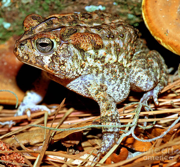 Animal Poster featuring the photograph Southern Toad Bufo Terrestris by Millard H. Sharp