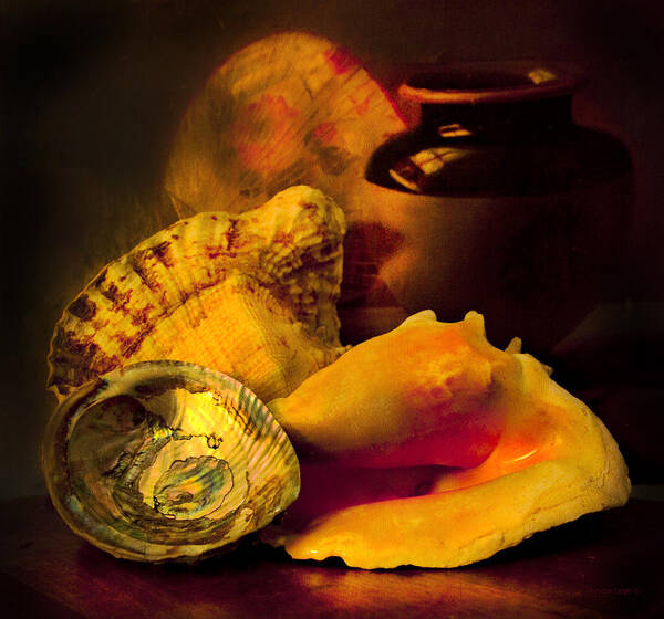 Chiaroscuro Poster featuring the photograph Still Life With Shells by Theresa Tahara