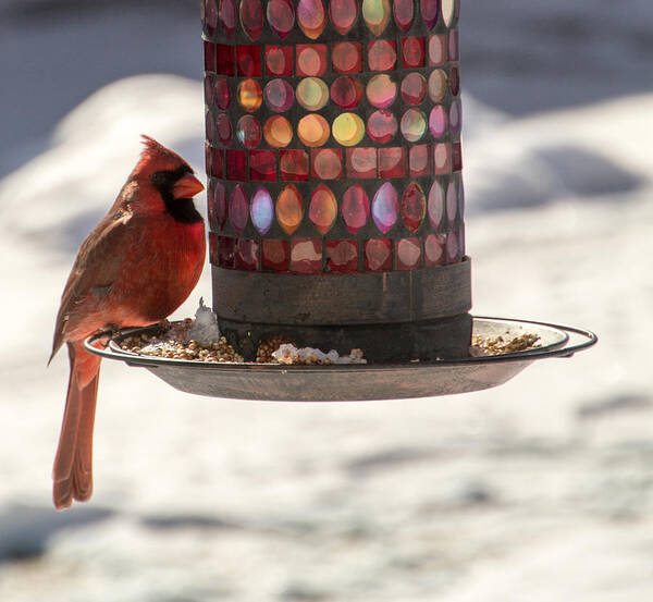 Cardinal Poster featuring the photograph The Cardinal by Cathy Donohoue