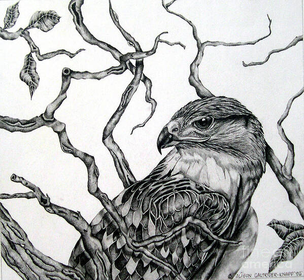 Hawk Poster featuring the drawing The Hawk by Alison Caltrider