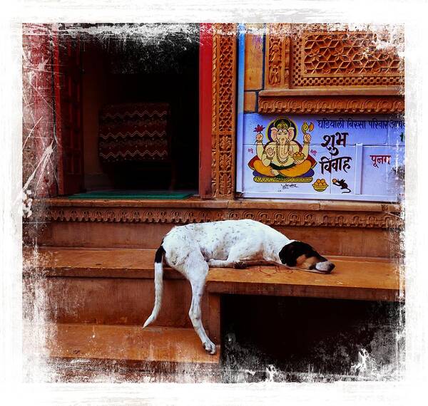 Dog Poster featuring the photograph Travel Sleepy Happy Doggie Jaisalmer Fort India Rajasthan by Sue Jacobi