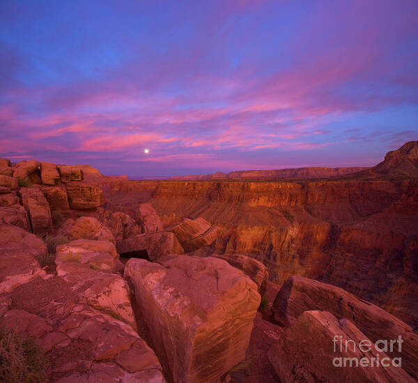 00431221 Poster featuring the photograph Grand Canyon from Toroweap by Yva Momatiuk John Eastcott