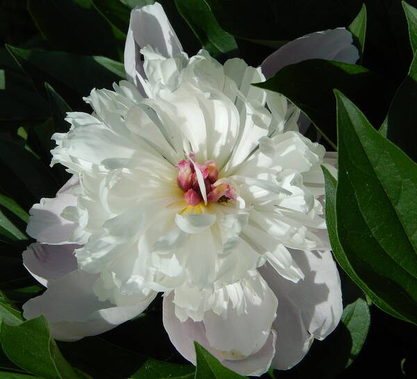 Peony Poster featuring the photograph White Peony by Betty-Anne McDonald