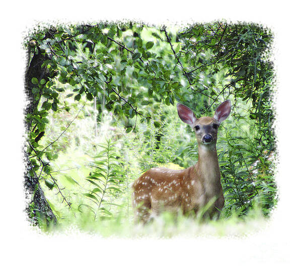 Deer Fawn Whitetail Wildlife Nature Spots Baby Green Poster featuring the photograph Whitetail Fawn by Deborah Johnson