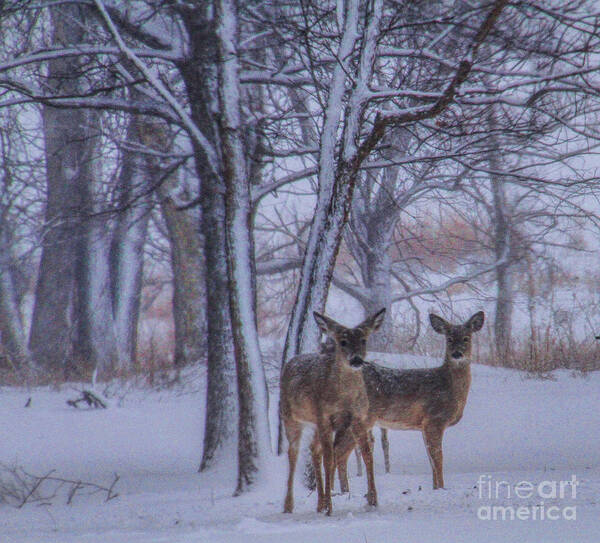 Deer Poster featuring the photograph Winter Survival by Elizabeth Winter