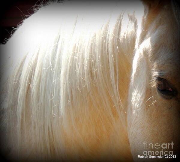 Horse Poster featuring the photograph Woody by Rabiah Seminole