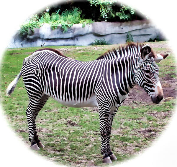Zebra Poster featuring the photograph Zebra 1 by Dawn Eshelman